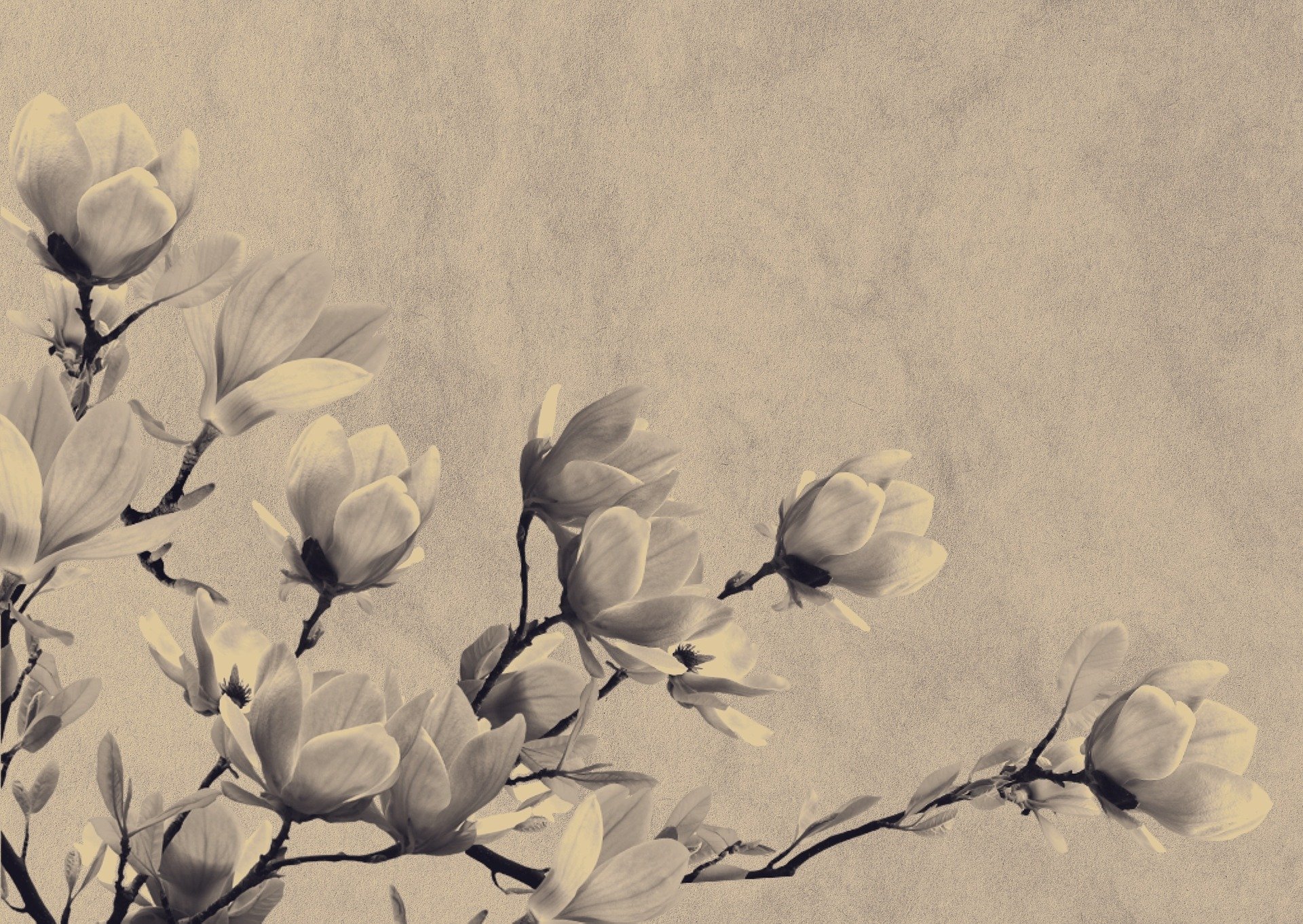 Schwarzweißbild mit Magnolien © Bild von M. H. auf Pixabay